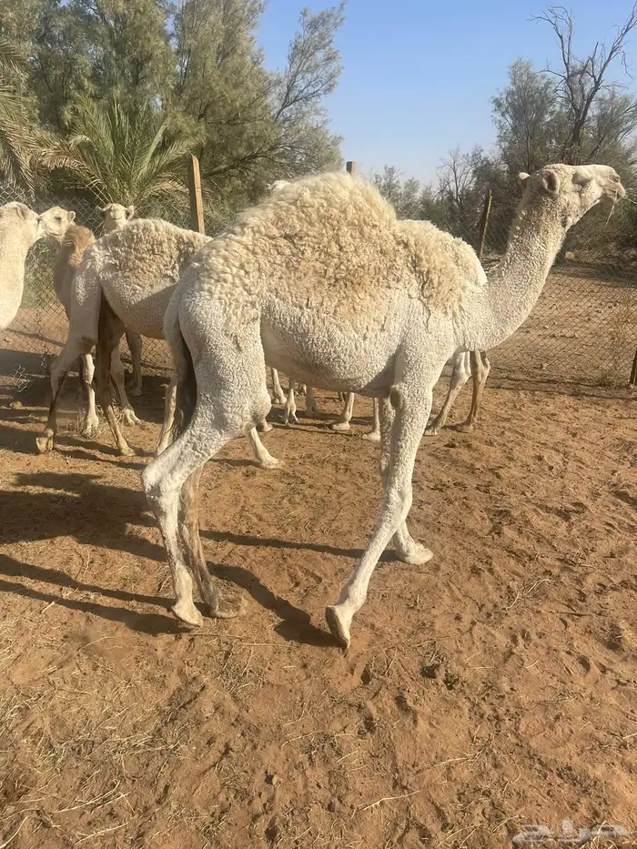 حشوان بريه 0