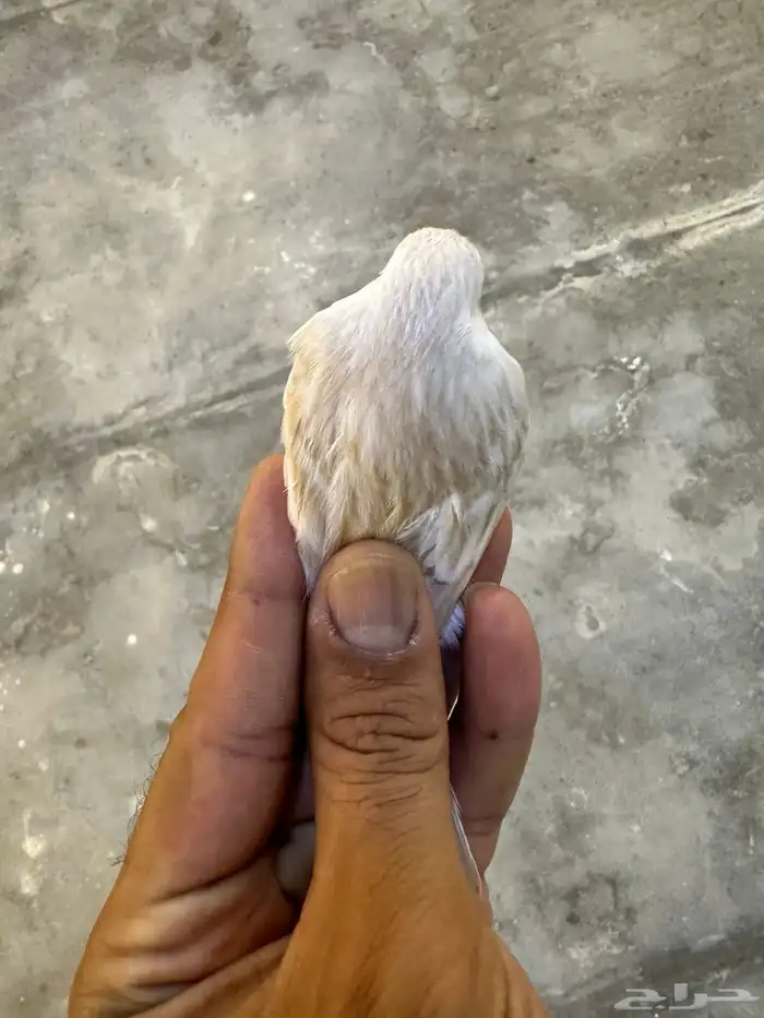 مجموعه كناري للبيع 18