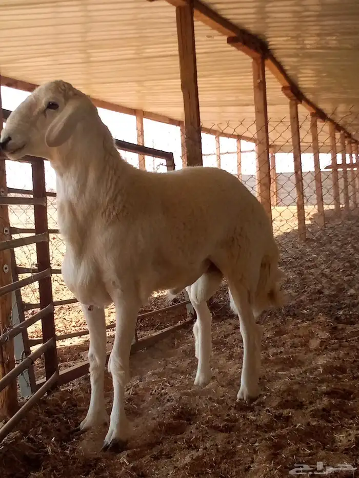 مشروع فحل حري جذع 2