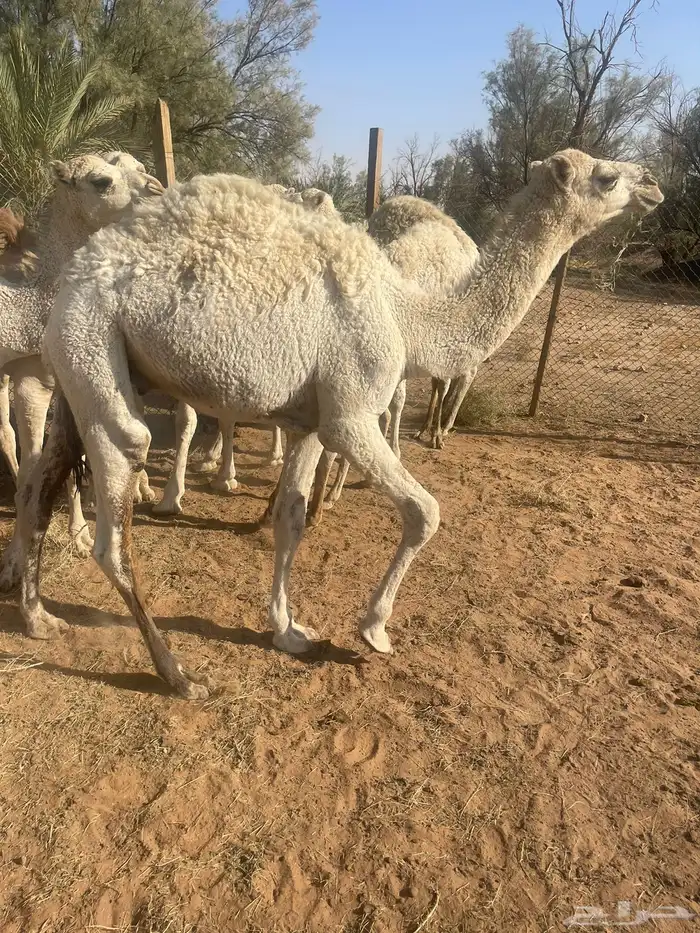 حشوان بريه 2