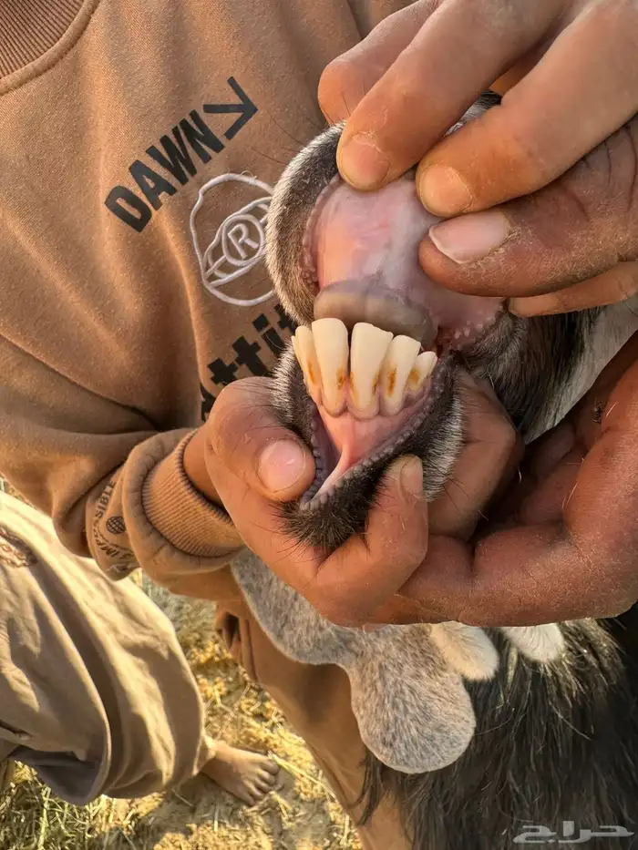 للبيع معزا عوارض دفيع شرط على السونار ( تم البيع ) 1