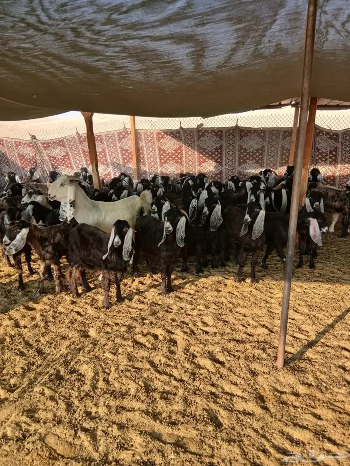 للبيع 61 معزا مع فحلها 62 اغلبها دفيع 7