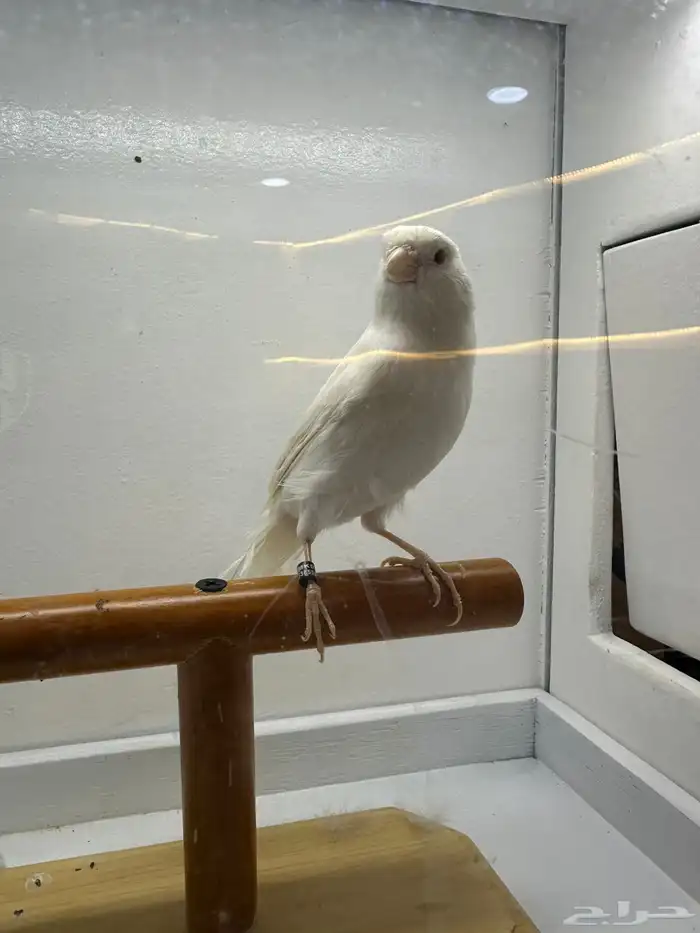 مجموعه كناري للبيع 22