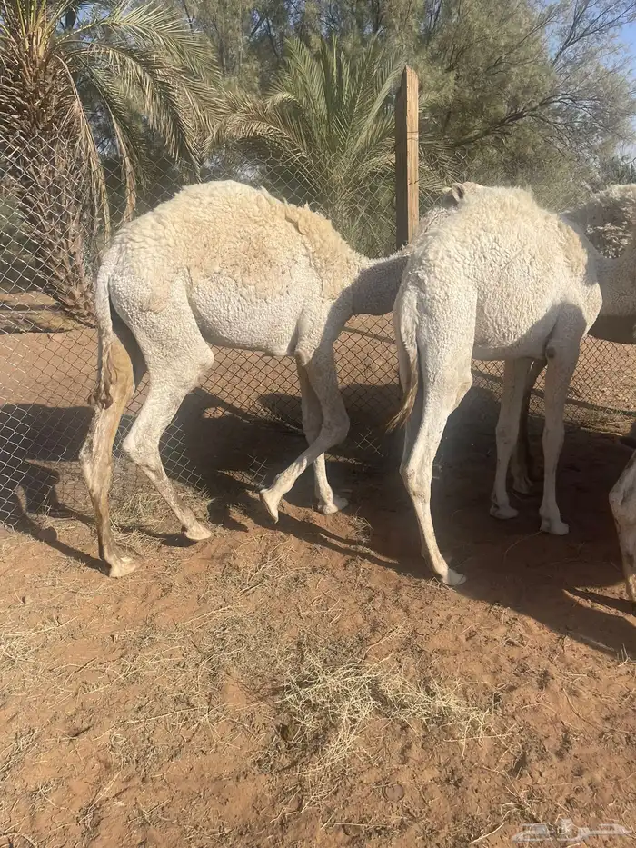 حشوان بريه 6