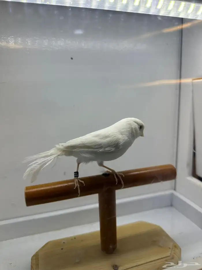 مجموعه كناري للبيع 24