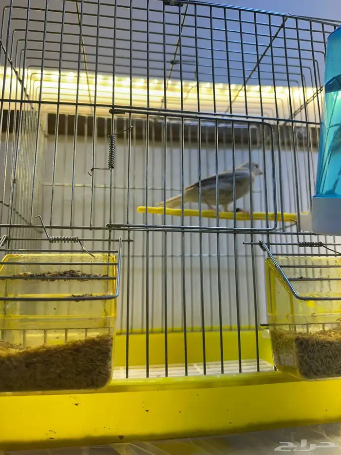 مجموعه كناري للبيع 30