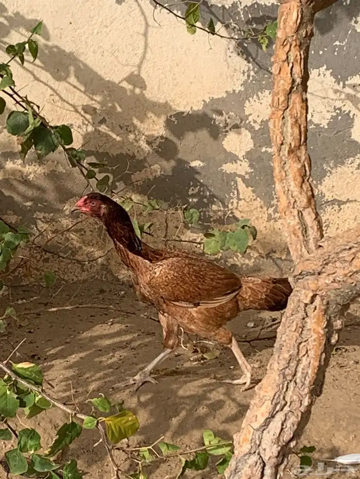 دجاجه بكستانية 2