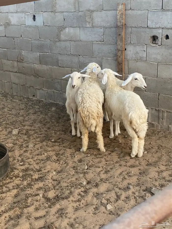 رخال ( املج ) 2