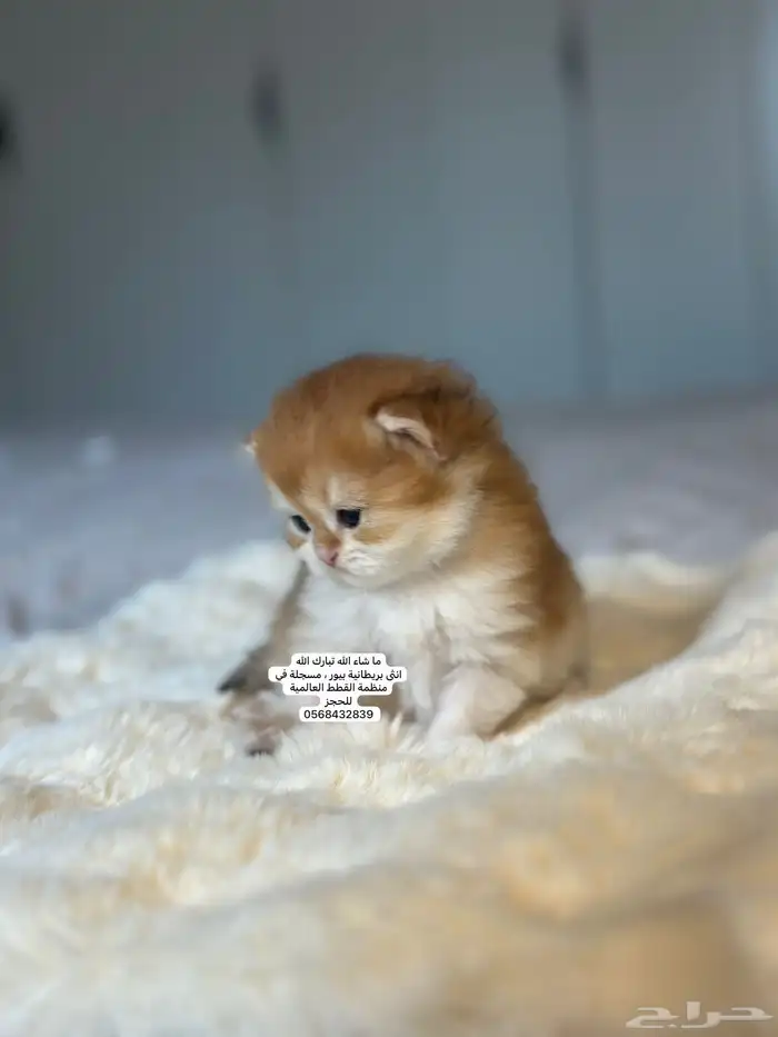 كتن بريطاني للحجز ثم الاستلام..موثق و تقييم  15 5