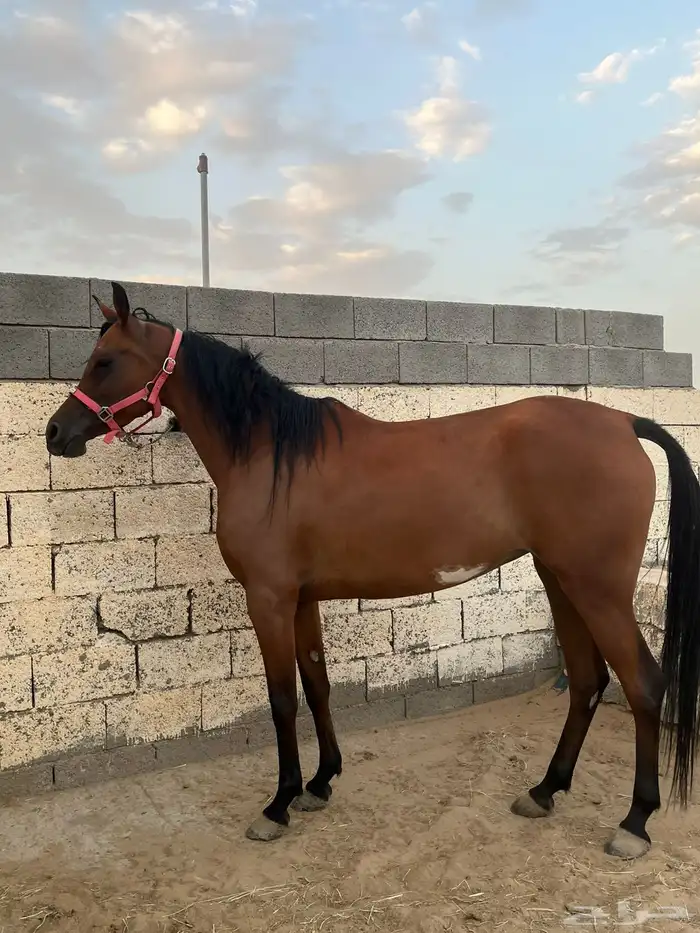 فرس واهو كفو 1