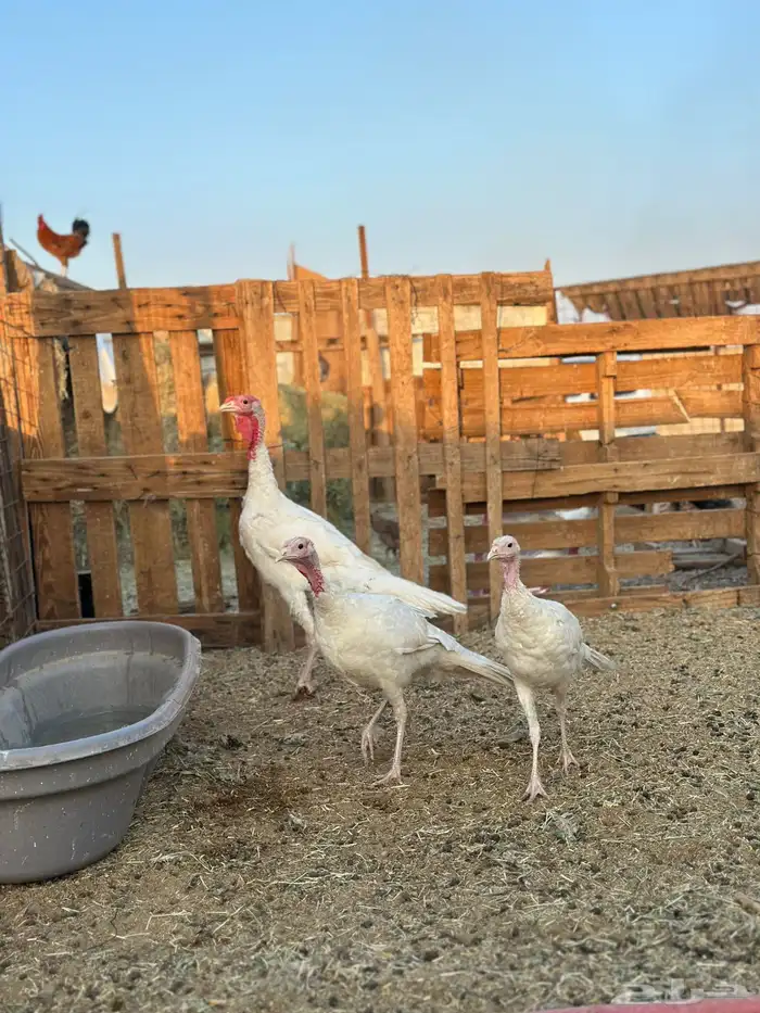 دجاج رومي طقم 0