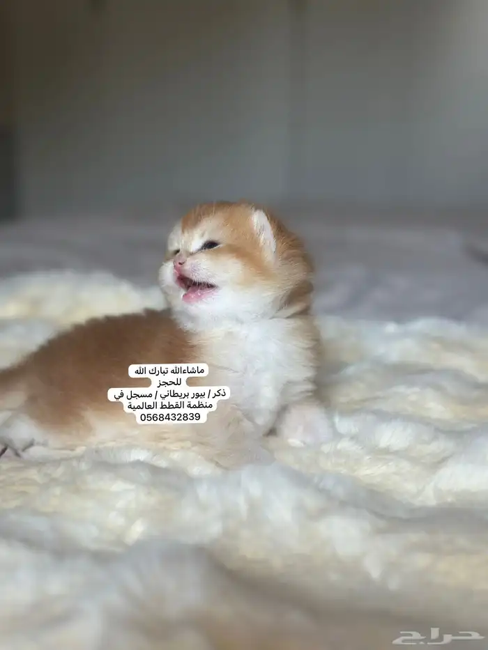 كتن بريطاني للحجز ثم الاستلام..موثق و تقييم  15 0