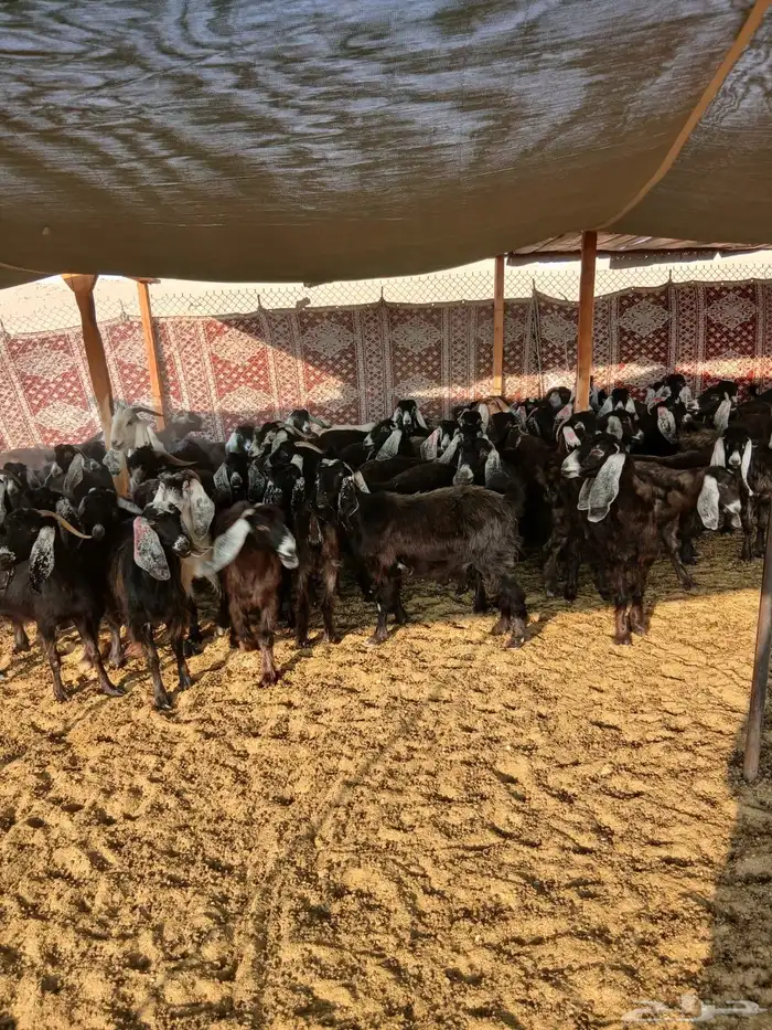 للبيع 61 معزا مع فحلها 62 اغلبها دفيع 6