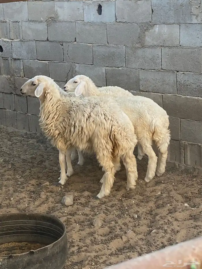 رخال ( املج ) 1