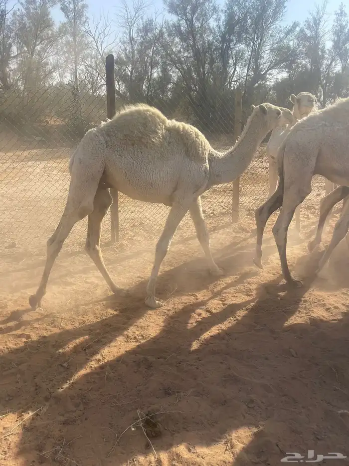 حشوان بريه 1