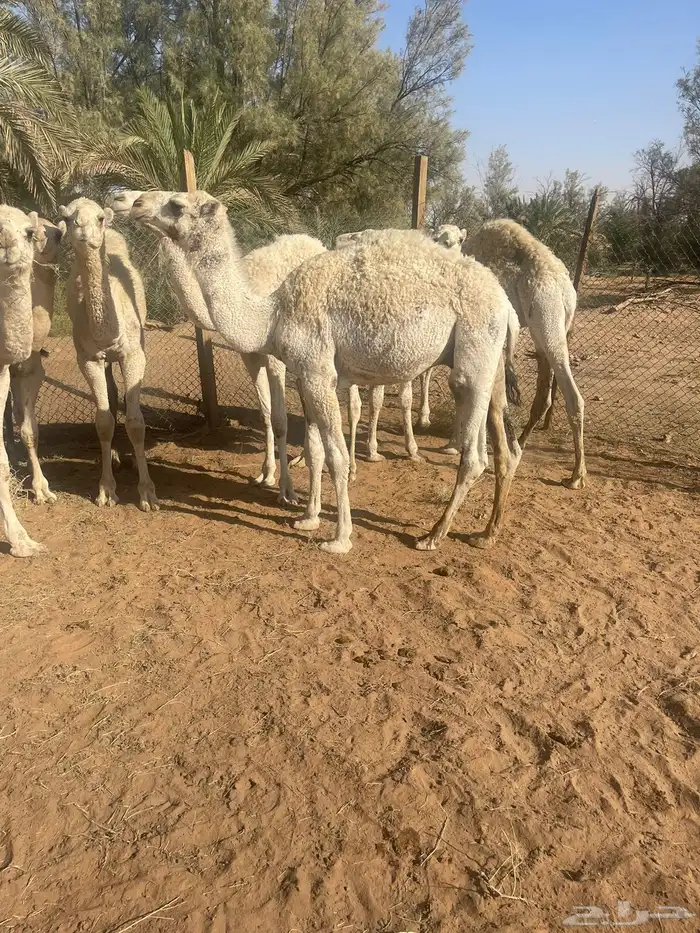 حشوان بريه 3