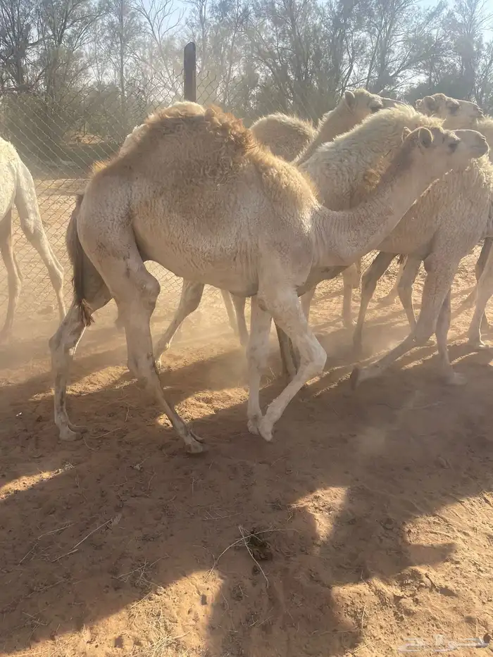 حشوان بريه 9