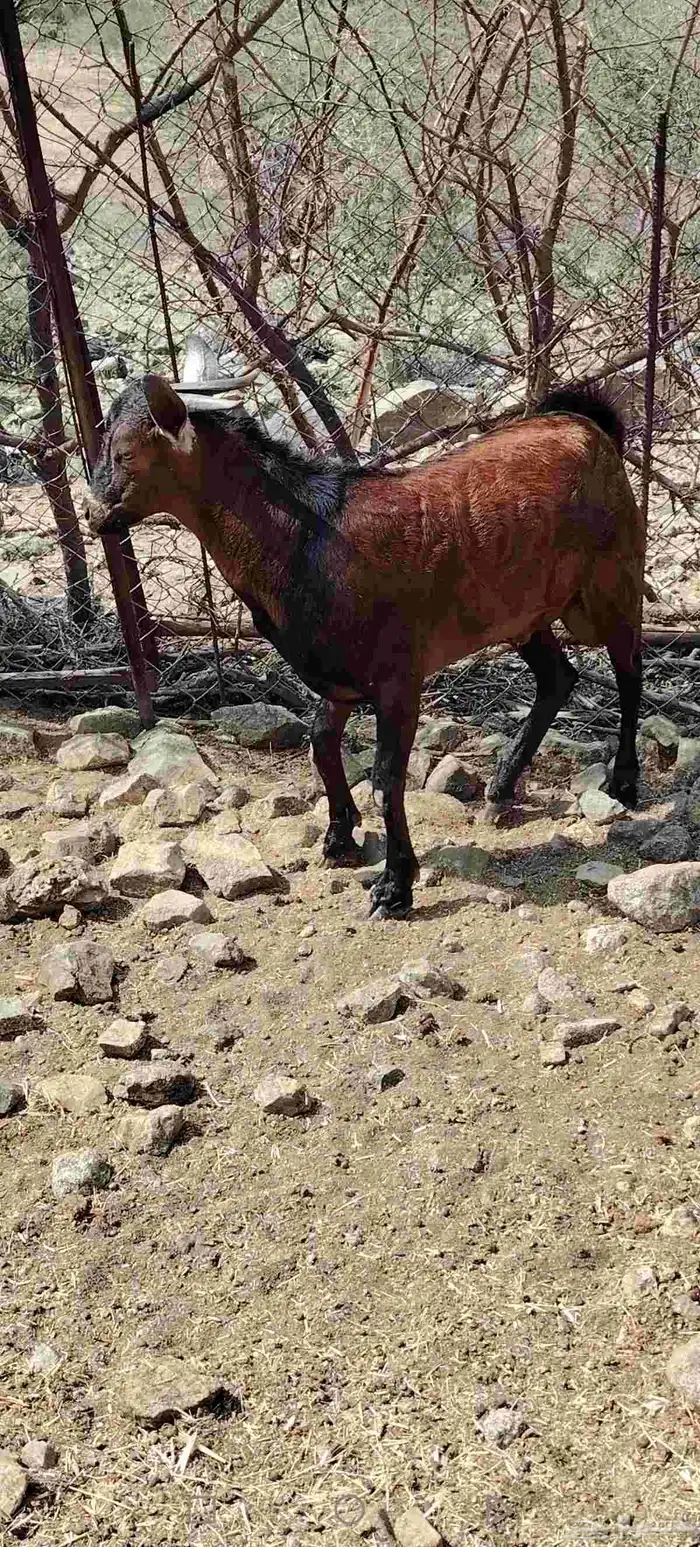 تيس للبيع يصلح فحل 0