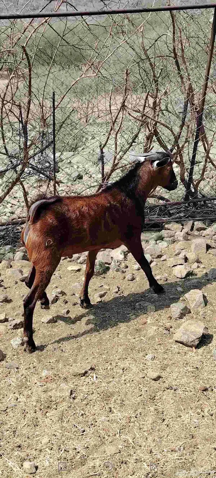 تيس للبيع يصلح فحل 3