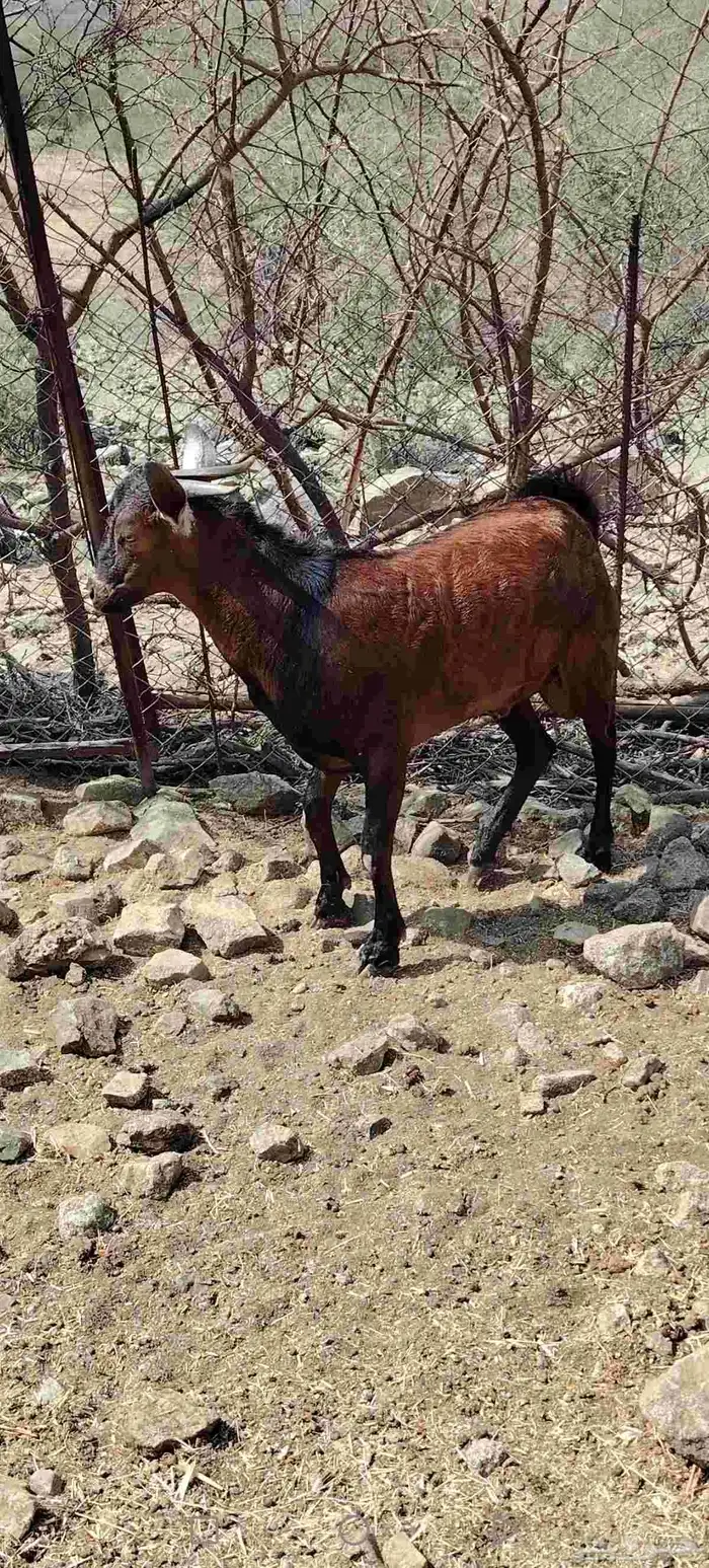 تيس للبيع يصلح فحل 2