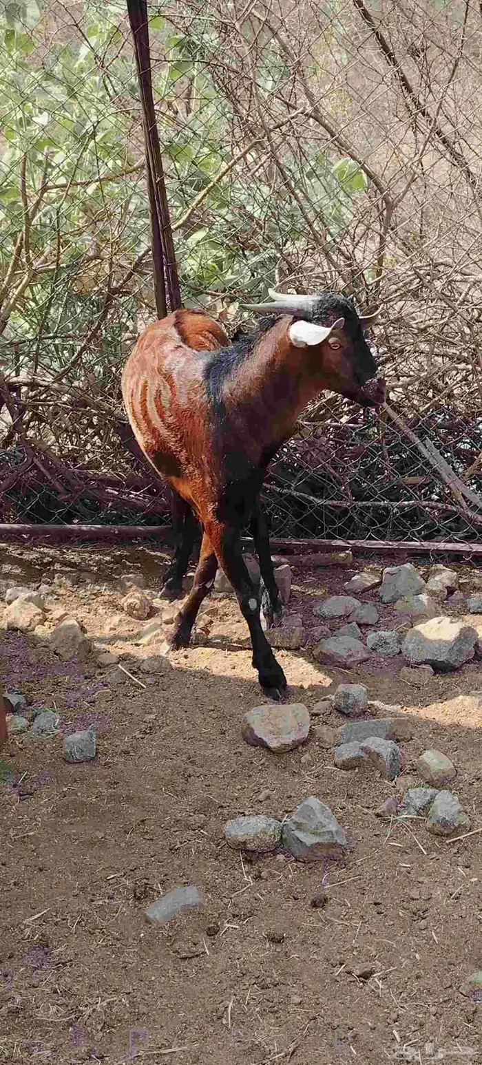 تيس للبيع يصلح فحل 1