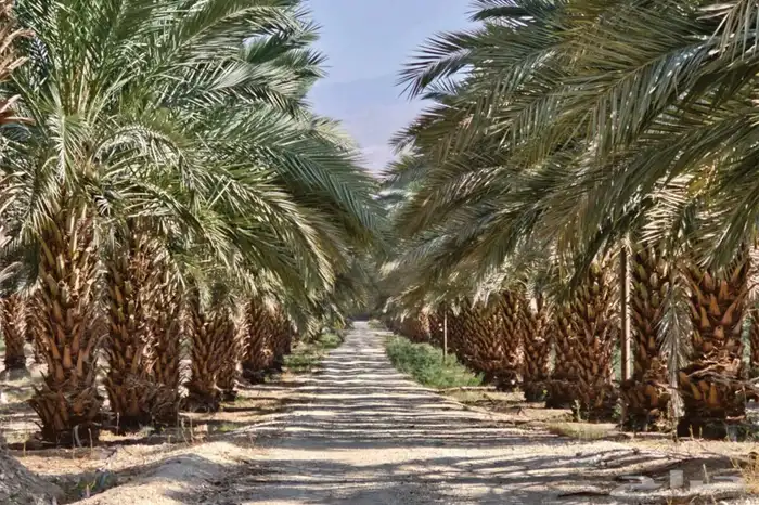 للبيع نخل صفري ارتفاع مترين وثلاثه 0