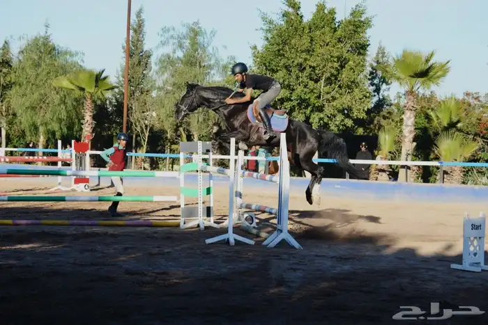 مدرب فروسية تعليم اساسيات ركوب الخيل قفز الحواجز عسف الامهار 0