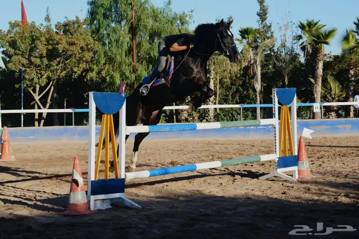 مدرب فروسية تعليم اساسيات ركوب الخيل قفز الحواجز عسف الامهار 3