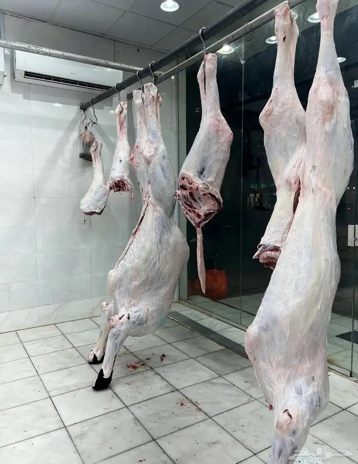 حوار بلدي ذبح يومي 1