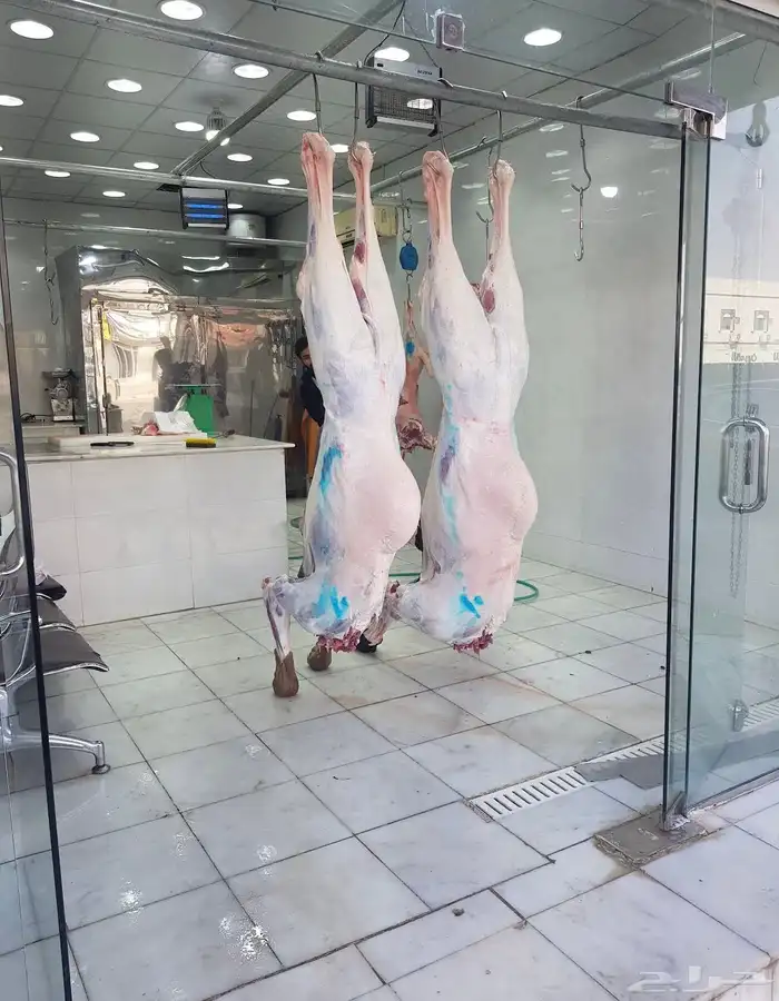 حوار بلدي ذبح يومي 0