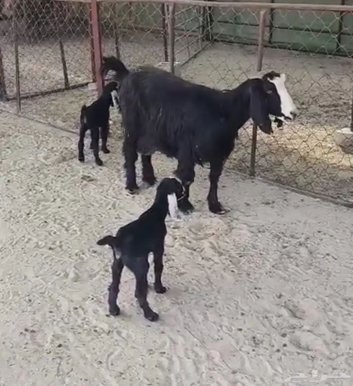 للبيع عنز رغوث حدرها جفرتين 1