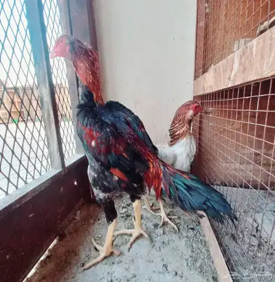 شامو ياباني index