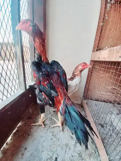 شامو ياباني index