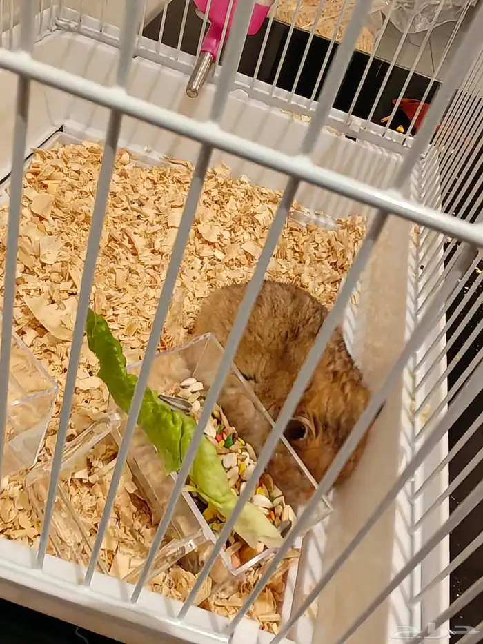 هامستر. تم التبني يقفل الإعلان 0