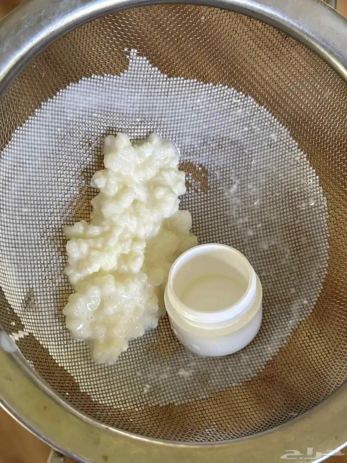 حبيبات كيفر فطر هندي kefir grains 2