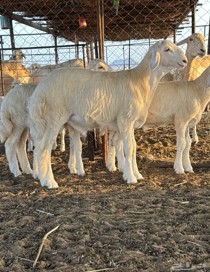 طلي مشروع فحل 0