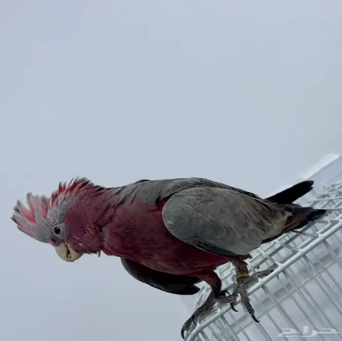 فرخ كوكاتو قالا 5