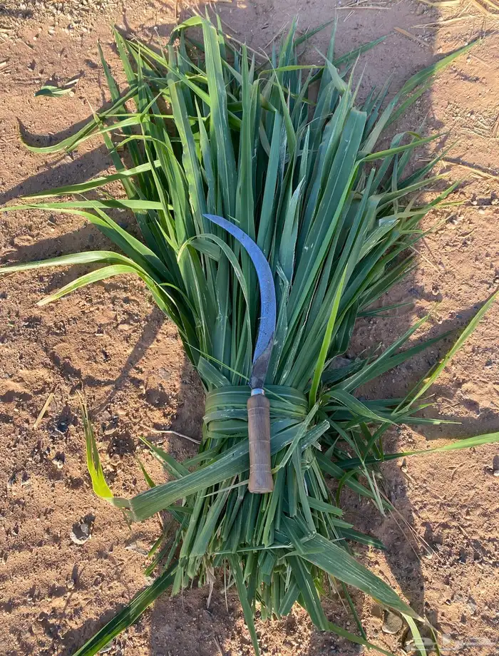 اعلاف اعلاف علف وشتلات بونيكام اسباني 0