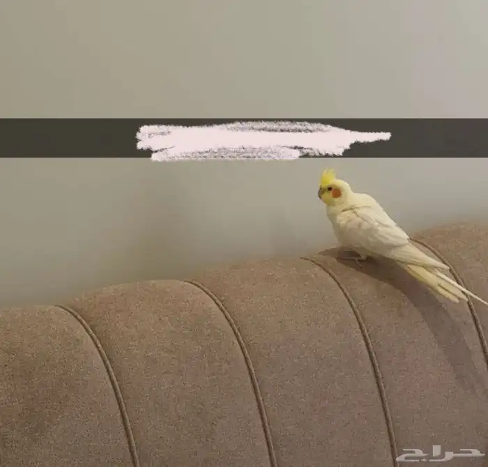 لقيت عصفور كروان ضايع في حي الصفا 7 0