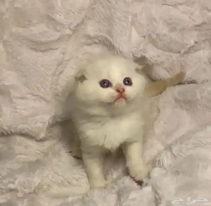 قطط قطه سكوتش فولد للبيع 0