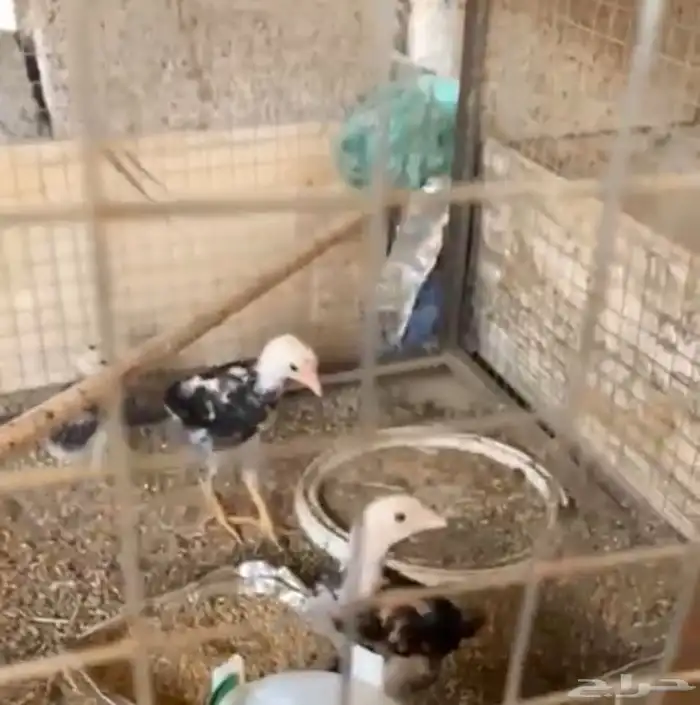 فروخ شامو ياباني للبيع 0