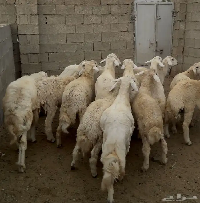 طليان مناسبات 0