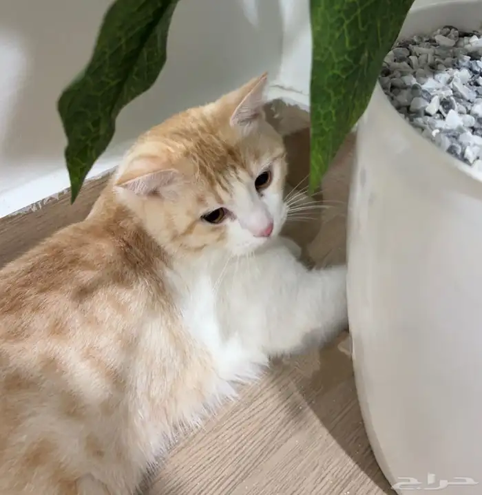 الي يحصله يقولي امانه 2