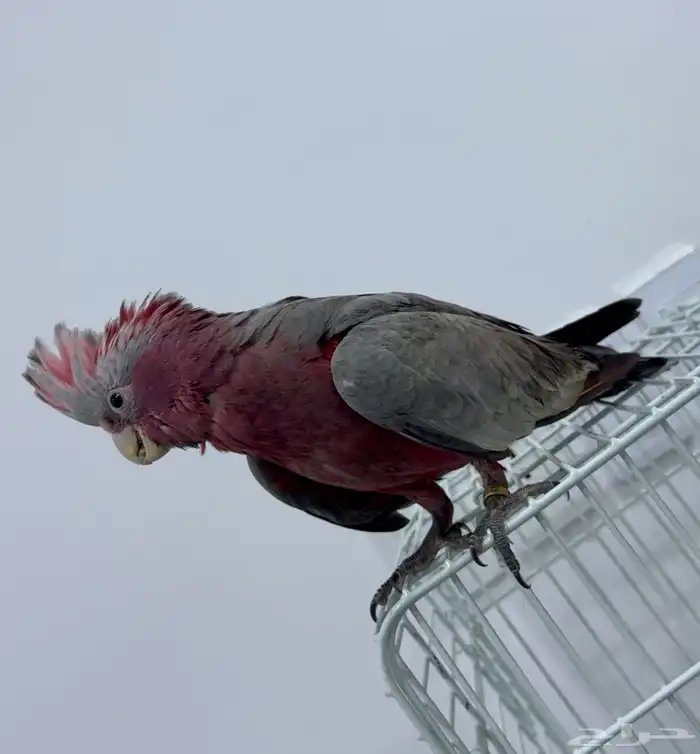 فرخ كوكاتو قالا 9