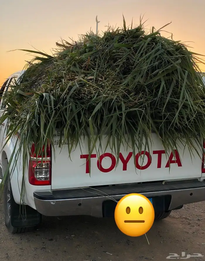 اعلاف اعلاف علف وشتلات بونيكام اسباني 2