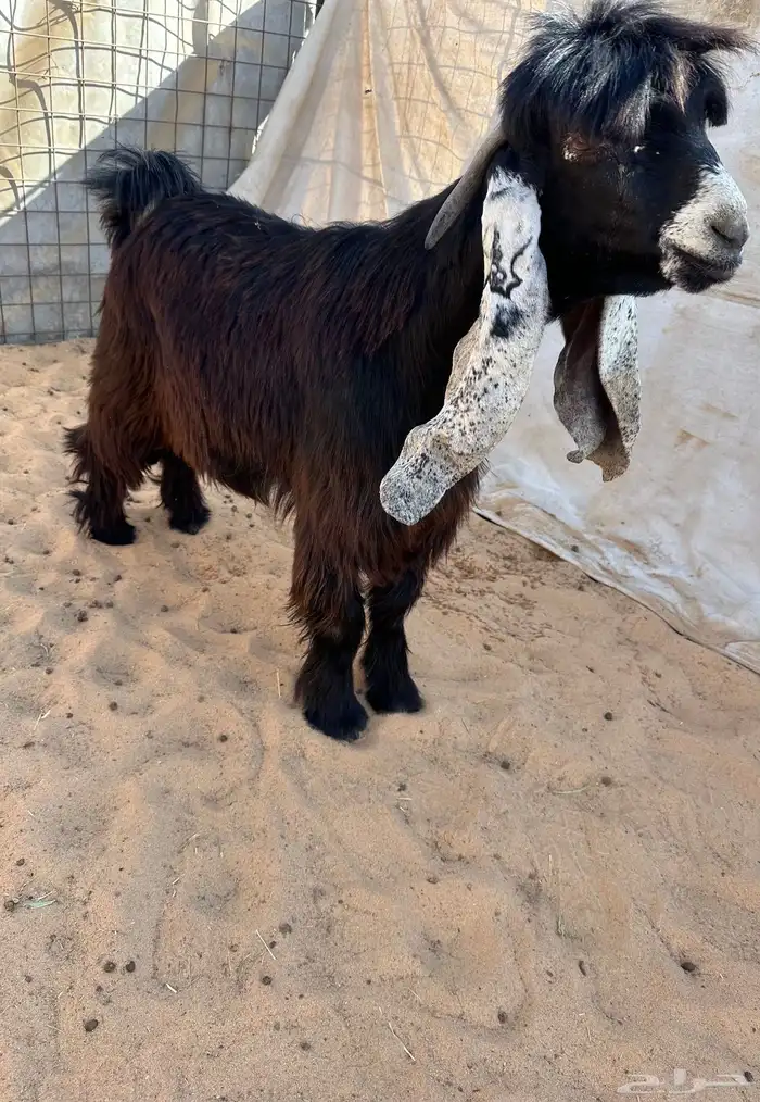 للبيع جذع عارضي خصصم 1