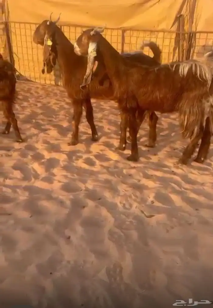 معزا مشاريك قبرصي شامي دفيع ومضاريع 0