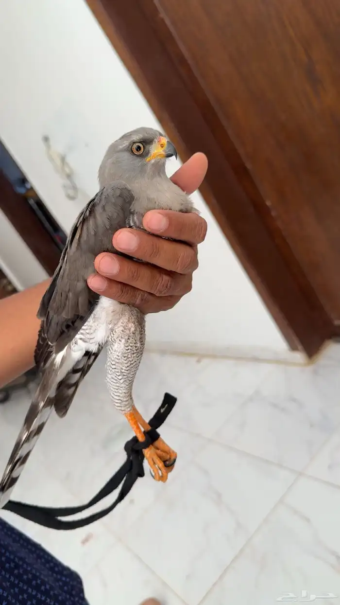 طار باز للبيع معليك نتفق 1