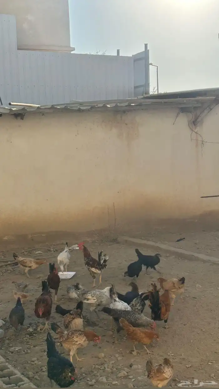 دجاج للبيع 2