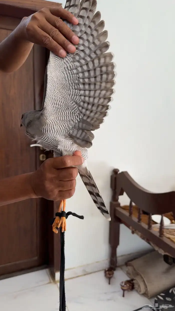 طار باز للبيع معليك نتفق 0